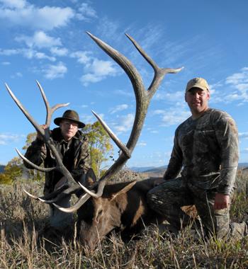 bull elk